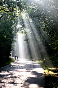getty path with sun through trees getty path with sun through trees